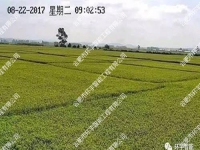 水稻種植基地視頻監(jiān)控系統(tǒng)工程